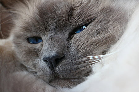 gray cat laying on white pillow thumbnail