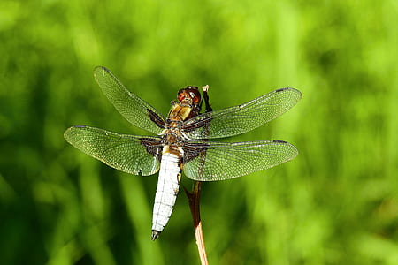 brown dragonfly in macro shot thumbnail