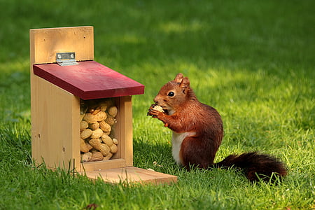 close up photo of red squirrel eating nuts thumbnail