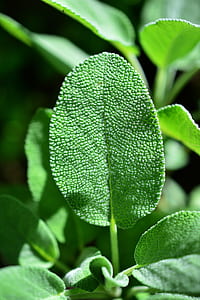 closeup photo of green leafed plant thumbnail