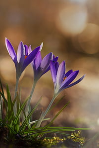close up photography of three purple petaled flowers thumbnail