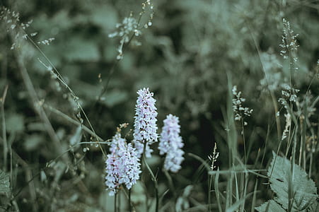 shallow focus photography of white flowers thumbnail