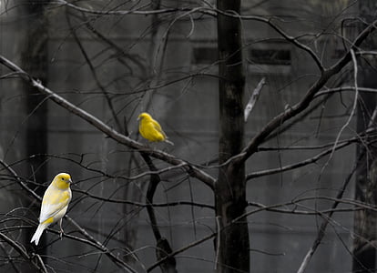 two yellow budgerigars perching on bare tree thumbnail
