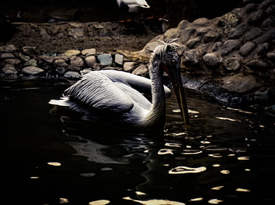 pelican on body of water thumbnail