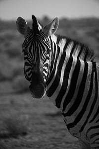zebra in grayscale photo thumbnail