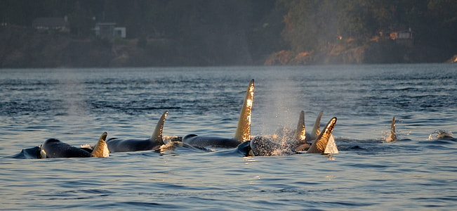 Killer Whales swimming in a pod in Victoria, British Columbia, Canada thumbnail