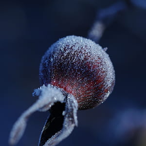 close up photo of snow freeze fruit thumbnail