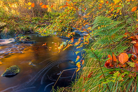 calm body of water beside tall trees thumbnail