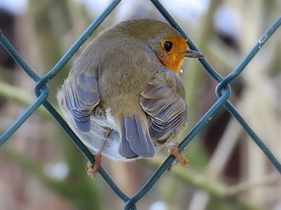 European robin chick perched on barb wire thumbnail