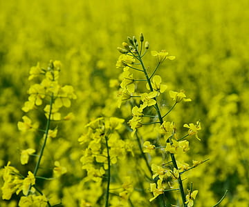green flowers thumbnail