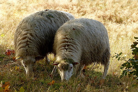 two white animals eating grass thumbnail
