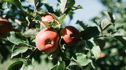 Photo of Red Apples on an Apple-tree Branch thumbnail