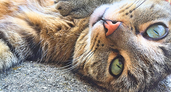 brown tabby cat thumbnail