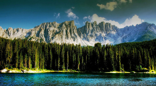 green leafed trees thumbnail