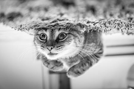 grayscale photo of tabby cat thumbnail