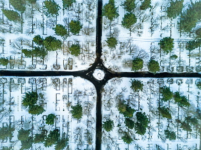 aerial view of green trees thumbnail