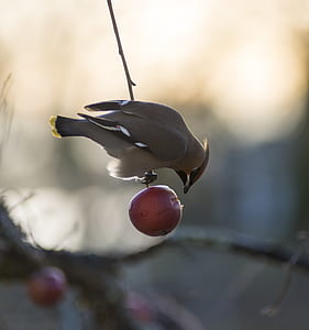 brown sparrow thumbnail