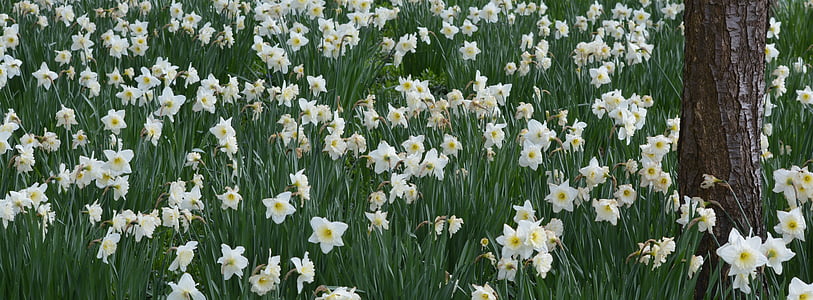 white flowers thumbnail