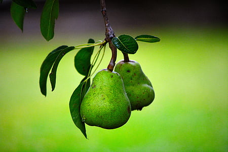 photography of two green Pear fruits thumbnail