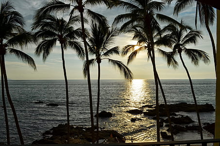 silhouette of coconut tree near body of water thumbnail