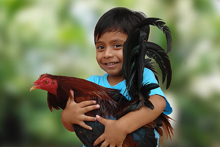 boy wearing blue t-shirt holding red and black rooster thumbnail