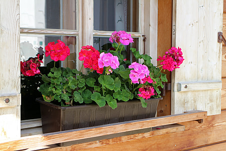 red and pink petaled flowers beside window thumbnail