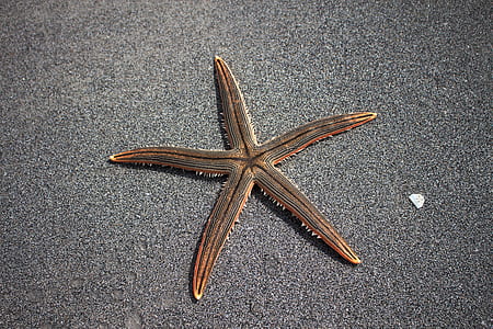 brown star fish thumbnail