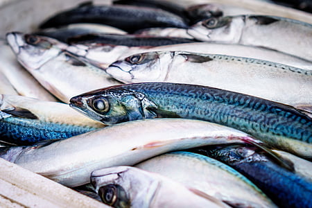 gray edible fishes thumbnail