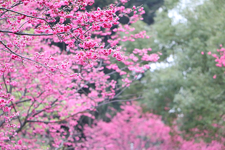 Cherry Blossoms thumbnail