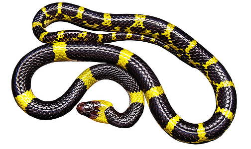 yellow and black snake on white background thumbnail