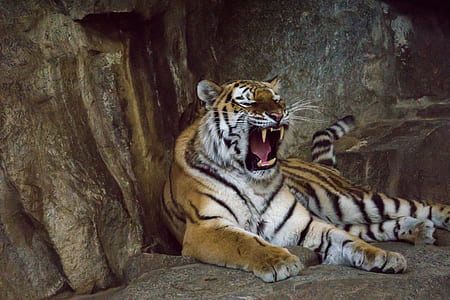 Tiger on cave thumbnail