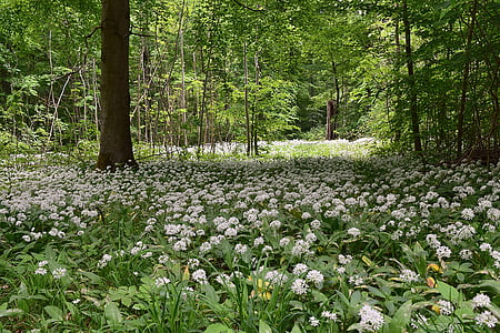 white flowers on forest thumbnail