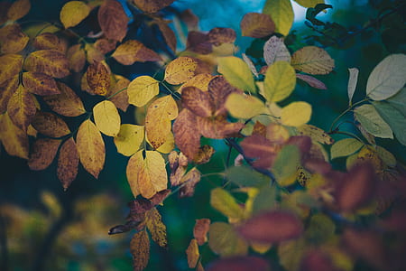 shallow focus photography of leaves thumbnail