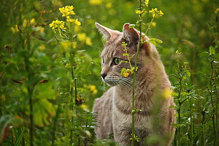 short-coated brown cat besides yellow flowers thumbnail