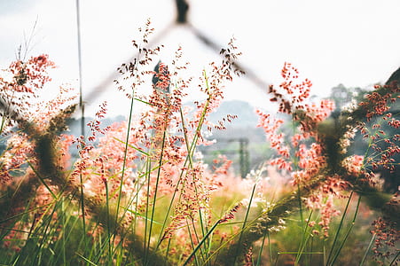Pink Petaled Flower Outside Chain Link Fence thumbnail