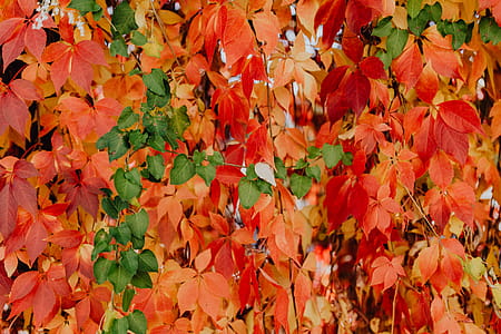 Colorful vines leaves in the park thumbnail