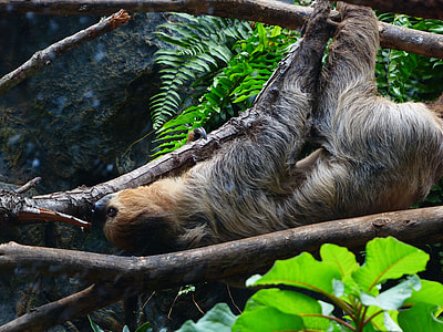 brown sloth on stem thumbnail