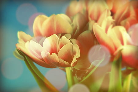 shallow focus photography of orange flowers thumbnail