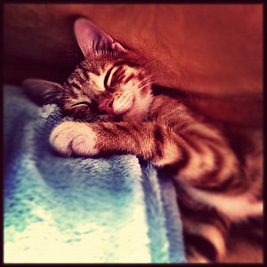 brown Tabby cat thumbnail