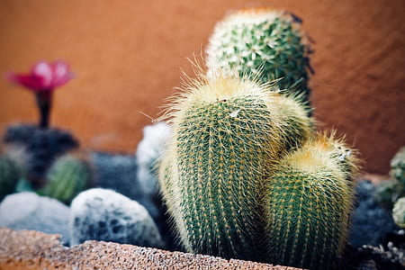 green cactus plant inside room thumbnail