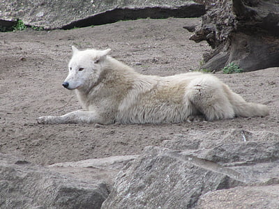 adult great pyreness lying on the field during daytime thumbnail