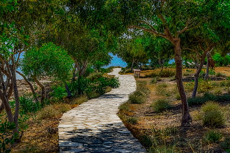 gray pathway with trees on the sie thumbnail