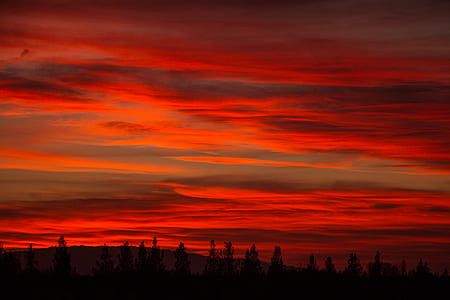 silhouette photograph of tree line during golden hour thumbnail