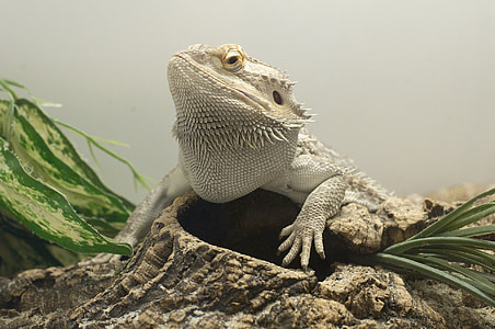 beige pogona in cage thumbnail