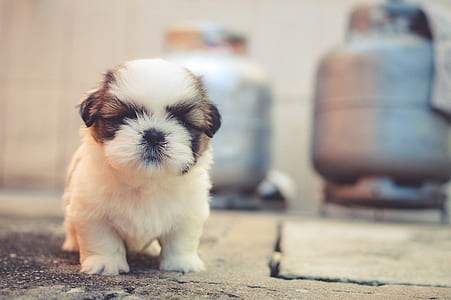 tan and white shih tzu puppy standing on floor near two gray propane tanks thumbnail