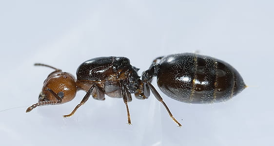 black soldier ant in white background thumbnail