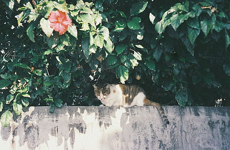 white and brown Patched tabby cat prone lying on wall fence under tall trees at daytime thumbnail
