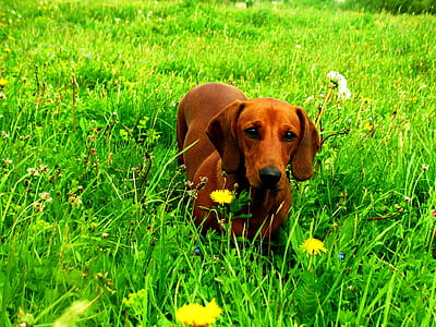 chocolate dachshund on grass field thumbnail