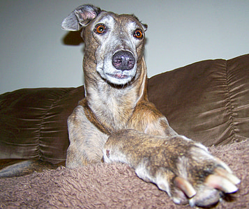 adult brown brinde greyhound thumbnail