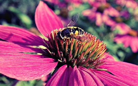 bee on pink flower thumbnail